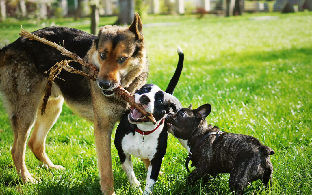 Responsible Dog Ownership & Common Legal Issues for Dog Owners